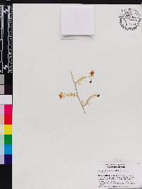 Oncidium abortivum image