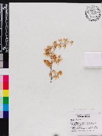 Oncidium chrysomorphum image