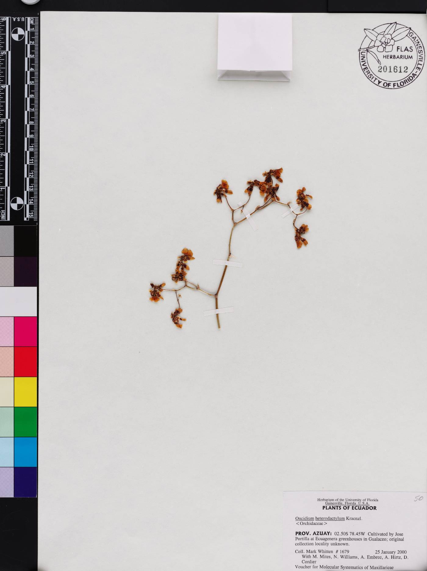 Oncidium heterodactylum image