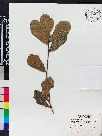 Quercus myrtifolia image