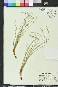 Carex communis var. communis image