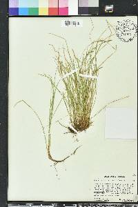 Carex lucorum image