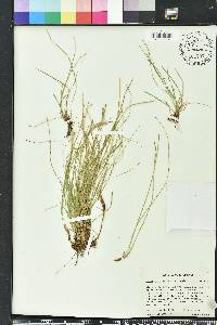 Carex lucorum image