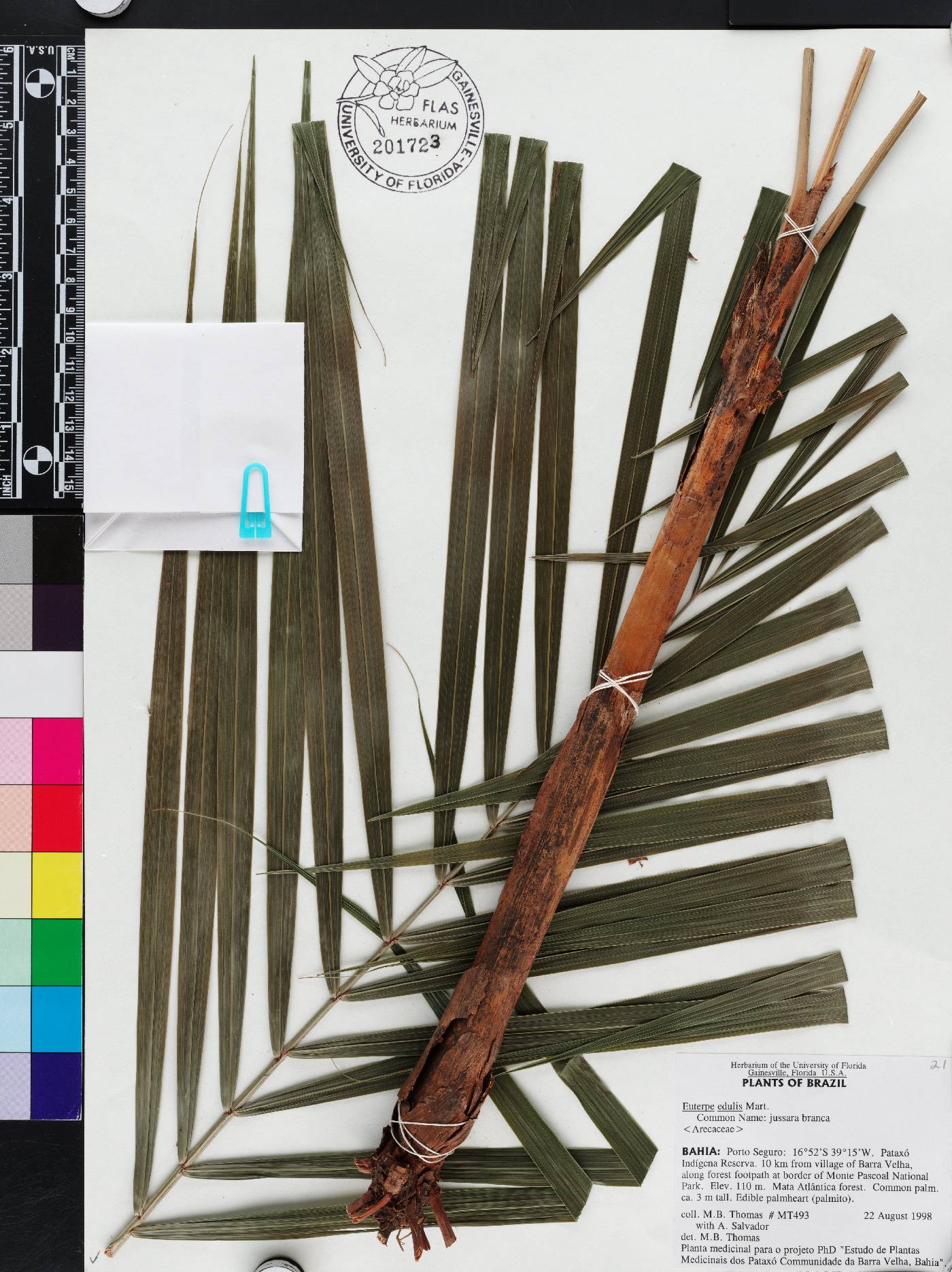 Euterpe edulis image