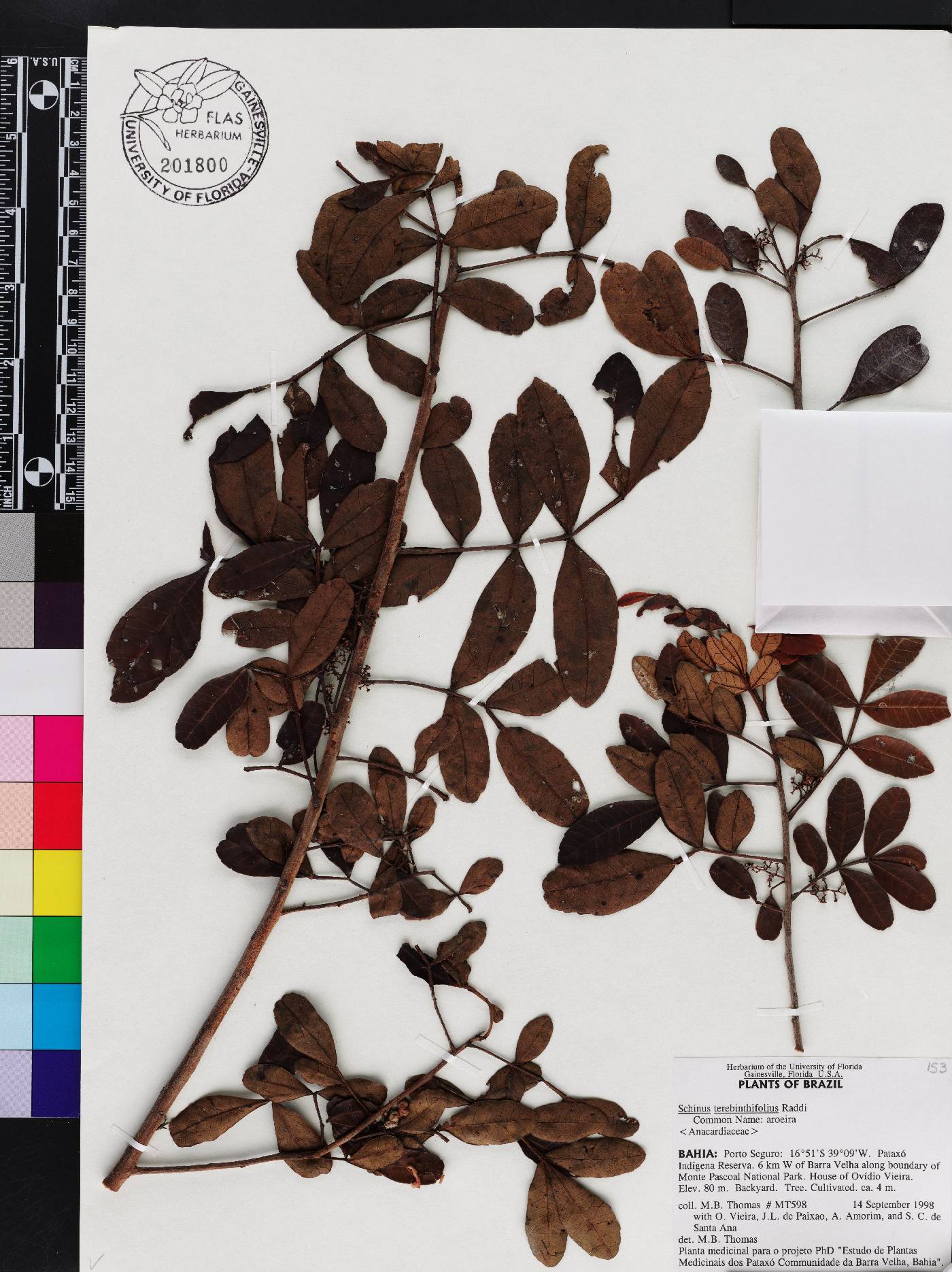 Schinus terebinthifolia image