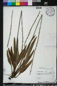 Plantago rugelii image