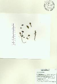 Cuscuta exaltata image