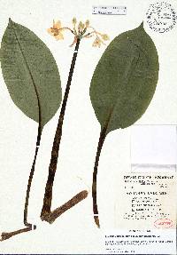 Eucharis plicata image