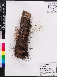 Bactris jamaicana image