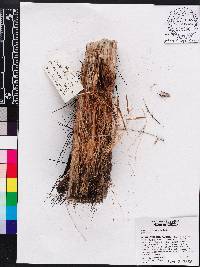 Bactris jamaicana image
