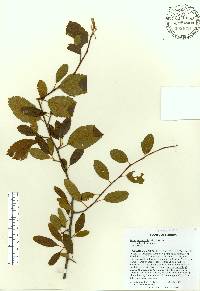 Malus angustifolia image