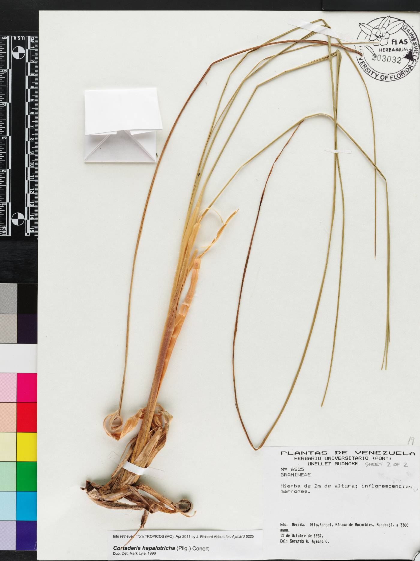 Cortaderia hapalotricha image