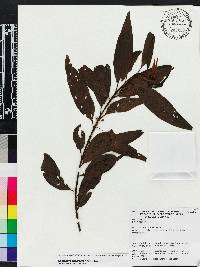 Nectandra cuspidata image