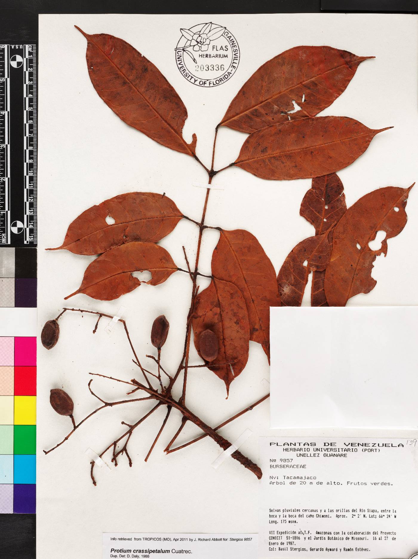 Protium crassipetalum image