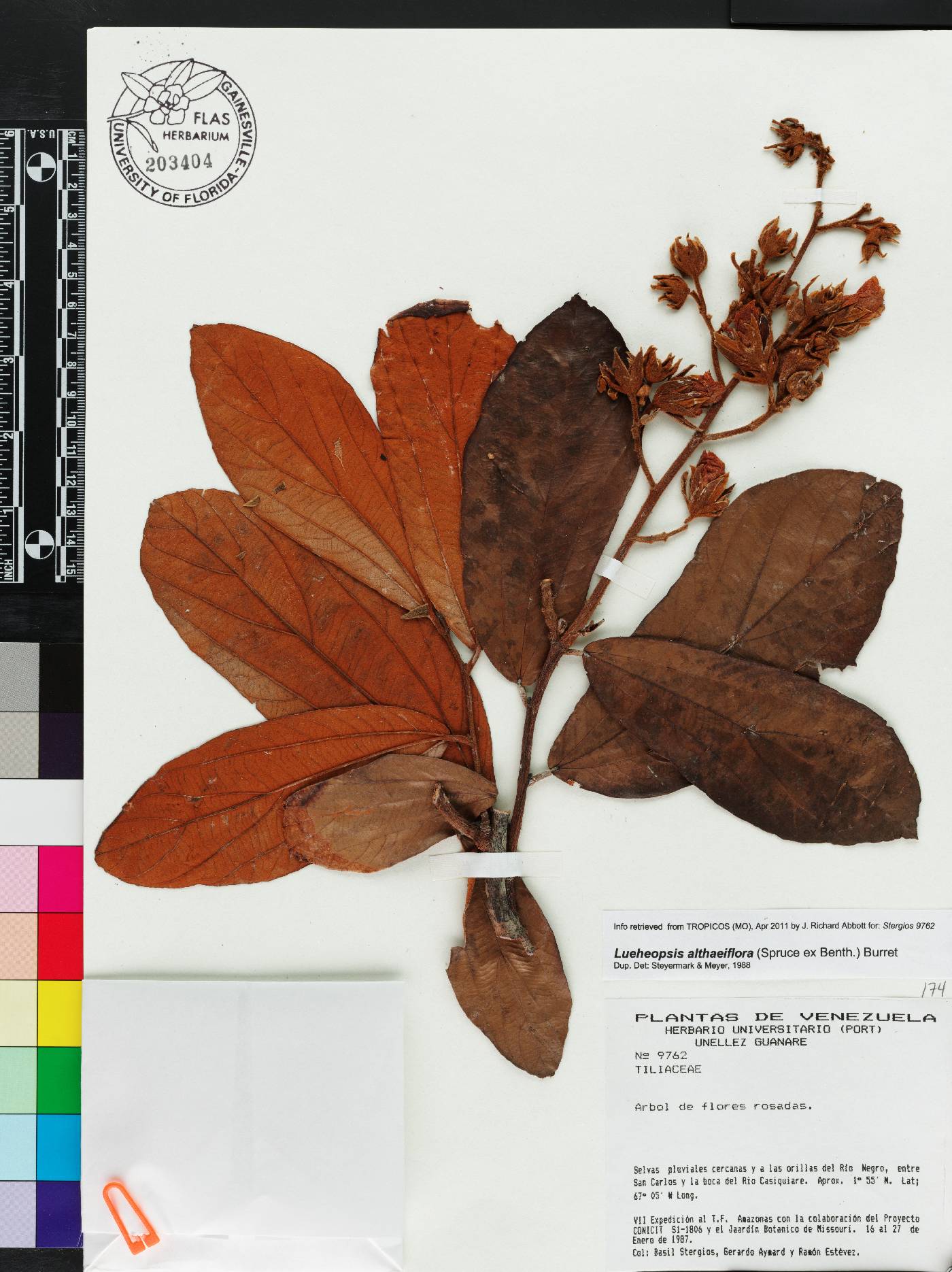 Lueheopsis image