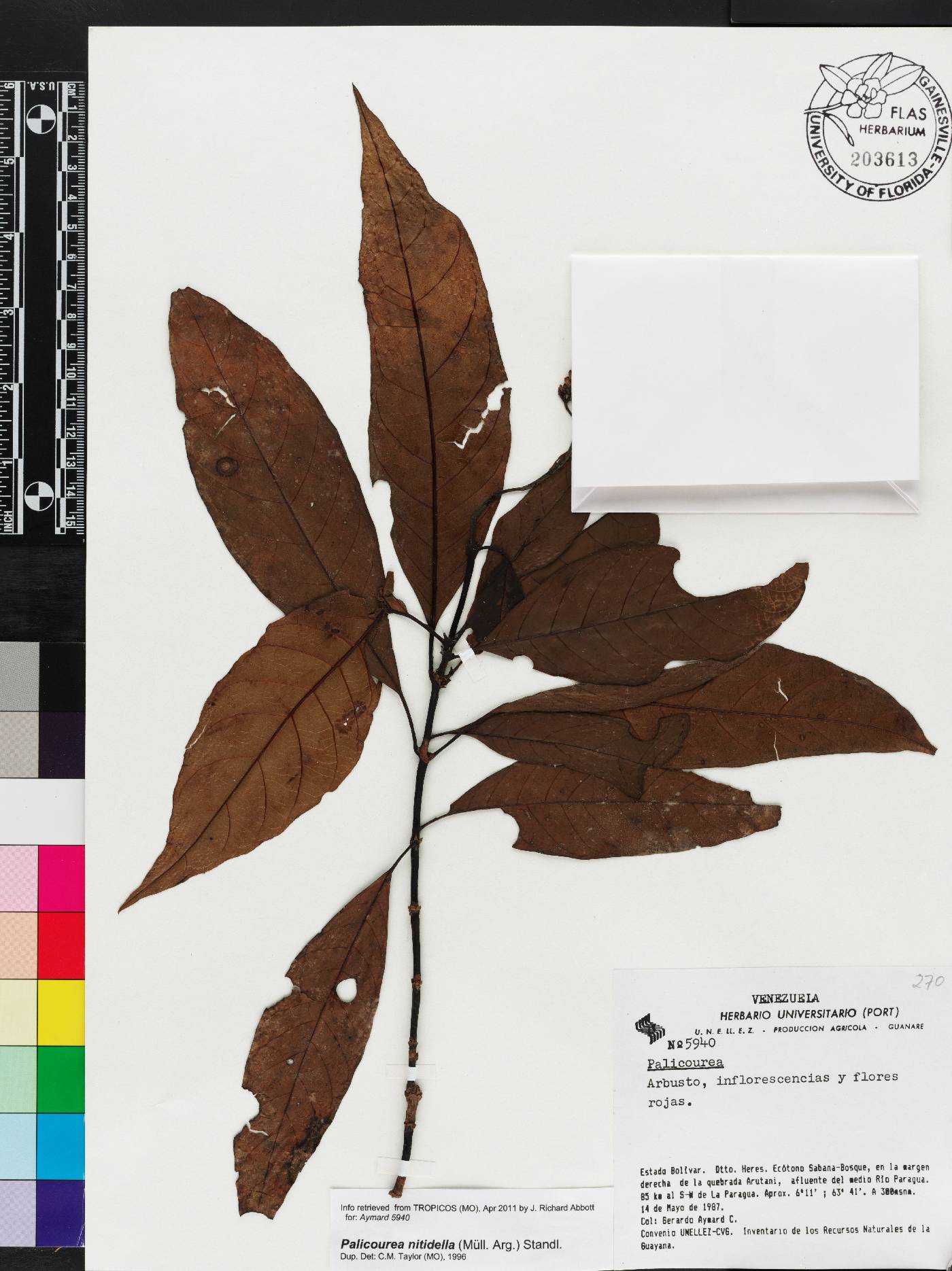 Palicourea nitidella image