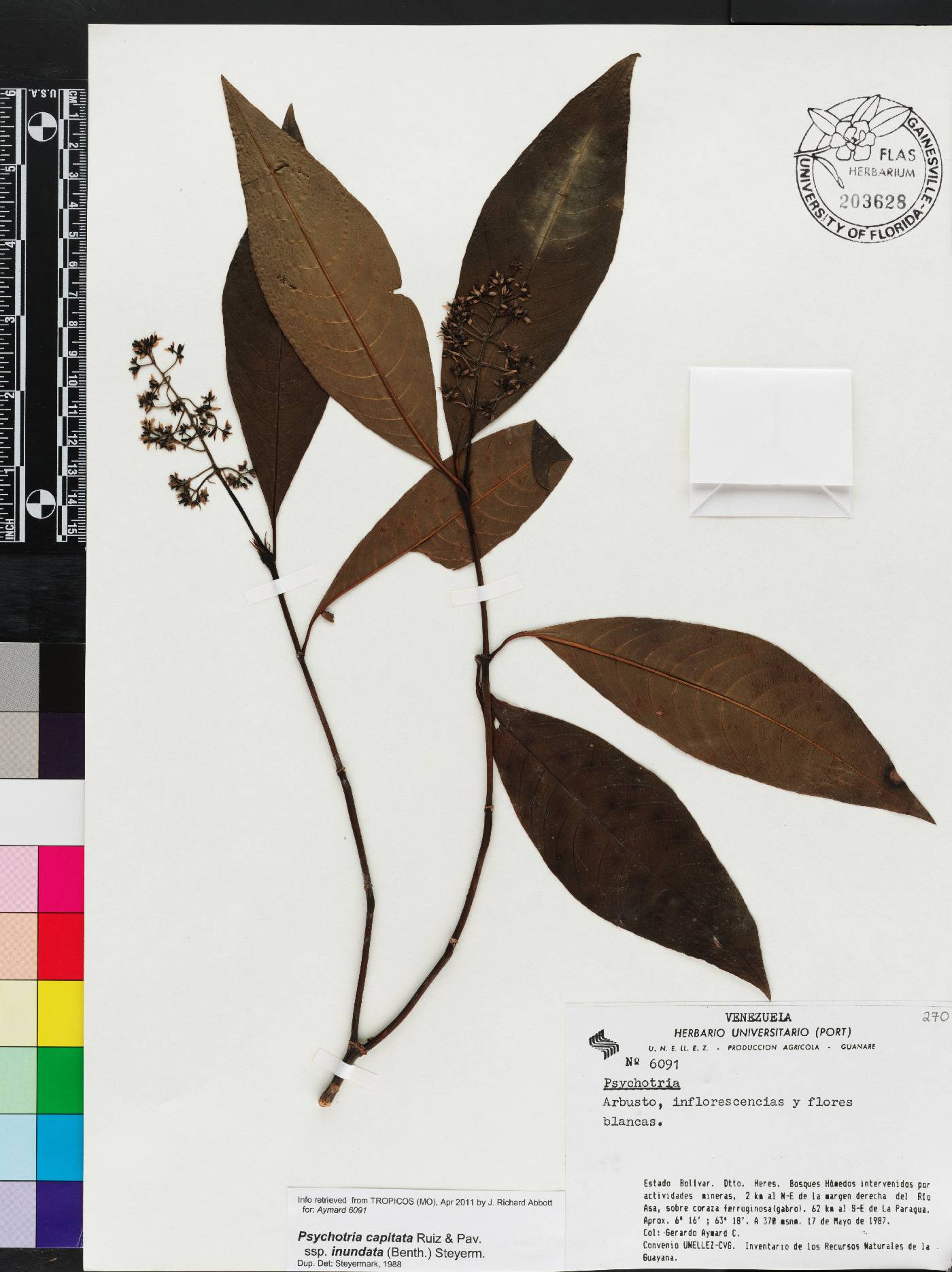 Palicourea violacea image