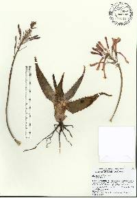 Aloe maculata image