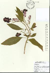 Phytolacca americana var. rigida image