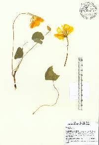 Tropaeolum majus image