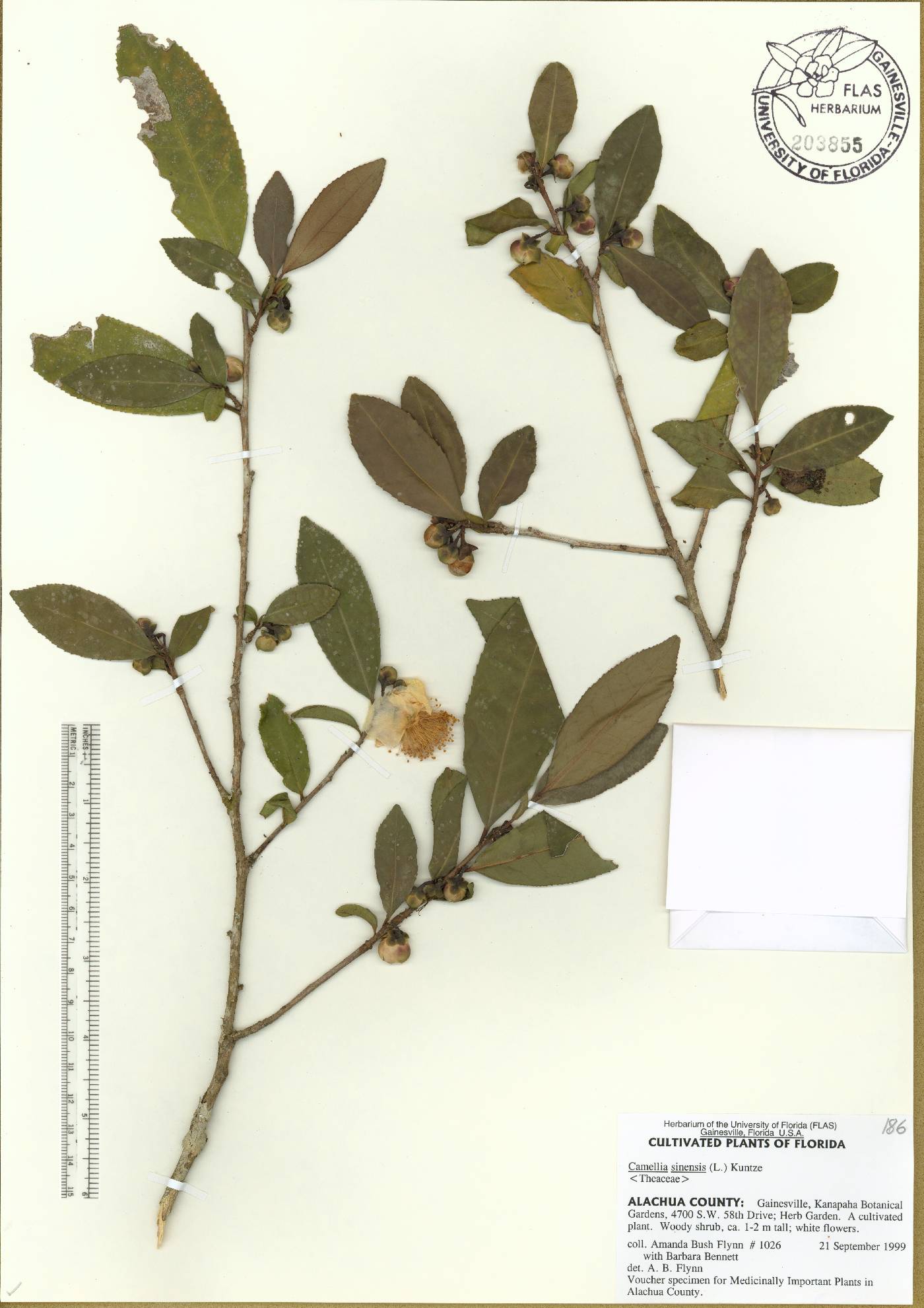 Camellia sinensis image