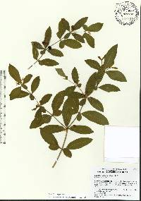 Rauvolfia tetraphylla image