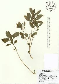 Ocimum basilicum image