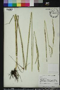 Paspalum urvillei image