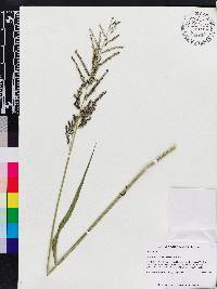 Urochloa mutica image