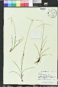 Rhynchospora colorata image