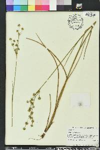 Juncus scirpoides image