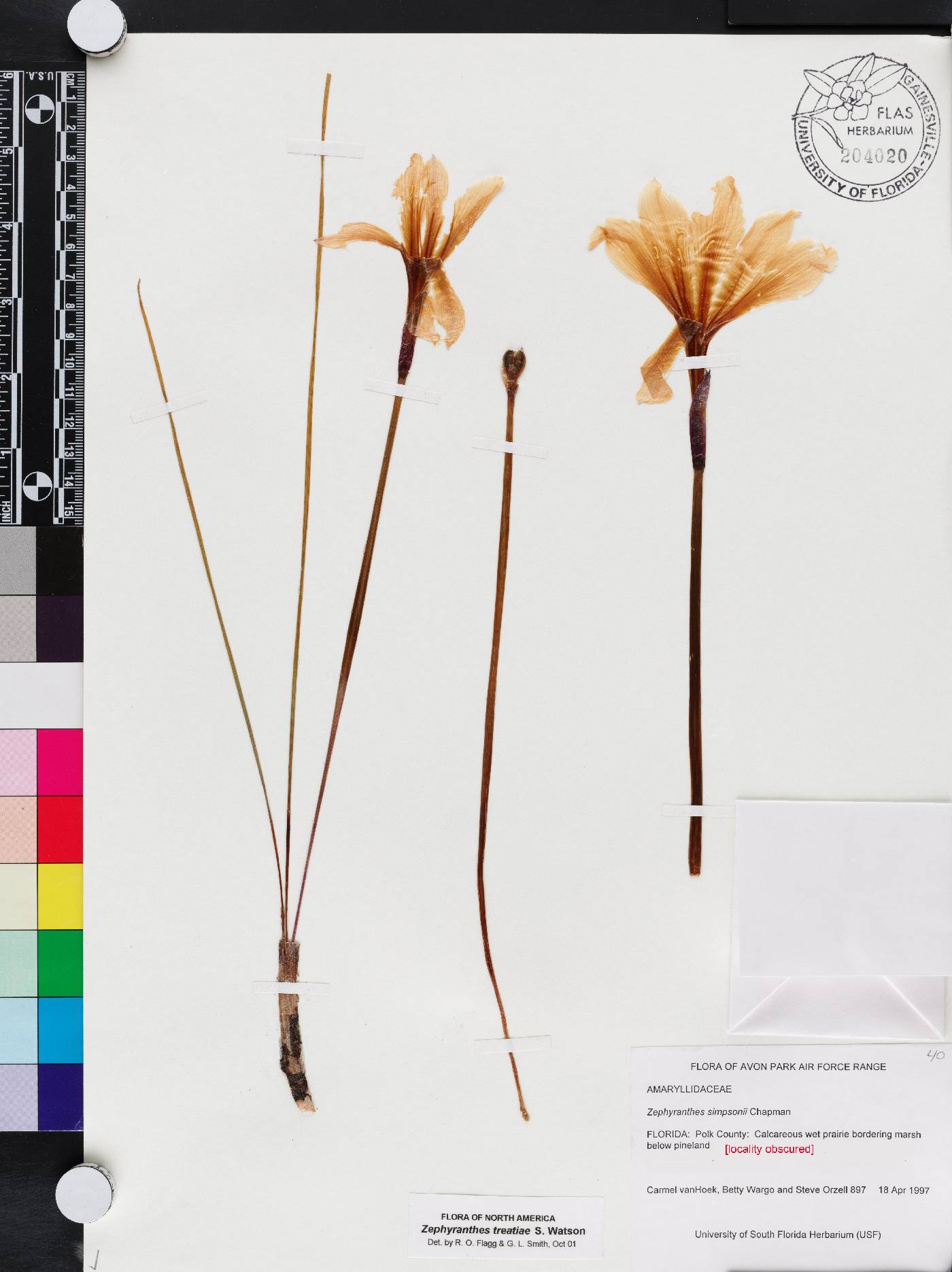 Zephyranthes treatiae image