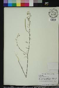 Polanisia tenuifolia image