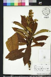 Eriobotrya japonica image