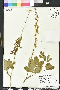 Crotalaria pallida image