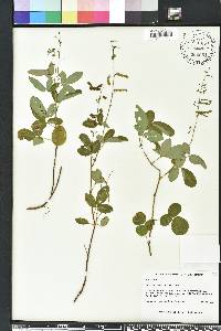 Desmodium incanum image