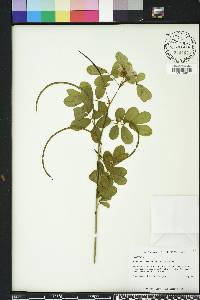 Senna obtusifolia image