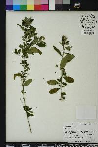 Sida rhombifolia image