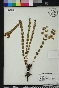 Hypericum myrtifolium image