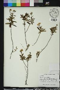 Crocanthemum corymbosum image