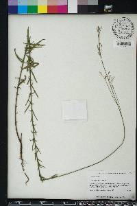 Oenothera simulans image