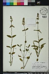 Stachys floridana image