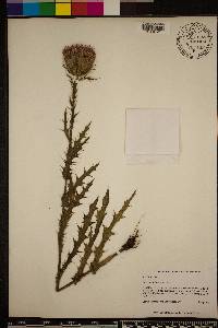 Cirsium horridulum image