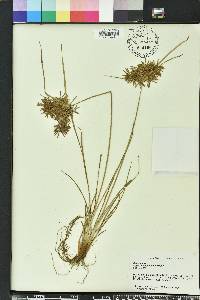 Cyperus polystachyos image