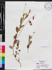 Crotalaria rotundifolia image