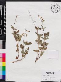 Desmodium incanum image