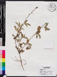 Desmodium incanum image