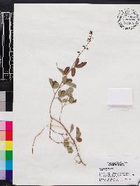 Desmodium incanum image