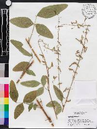 Desmodium tortuosum image