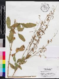 Desmodium tortuosum image